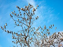 В Саратовскую область на зимовку прилетели свиристели