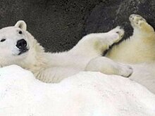 В московском зоопарке белые медведи прячутся от жары в сугробах