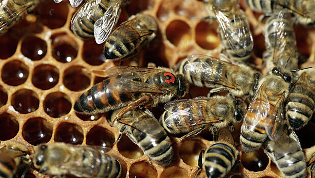 «Пчелы-подростки» заставляют взрослых пчел быстрее стариться