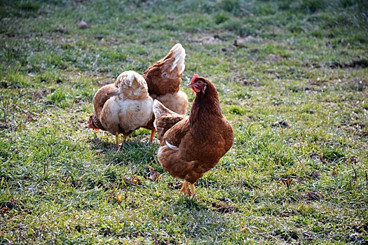 Шотландским птицеводам запретят содержать кур в клетках