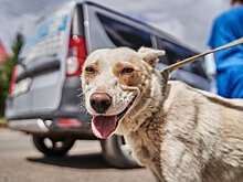 В Татарстане построят еще три приюта для животных — в Госсовете назвали это каплей в море