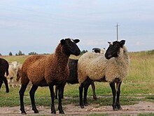 Женщина на мопеде сбила барана в Арзамасском районе