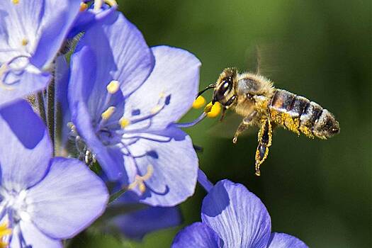 Россиянам рассказали о защите от укусов смертельно опасных насекомых