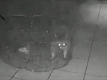 В Челябинске спасли застрявшего в вентиляции енота