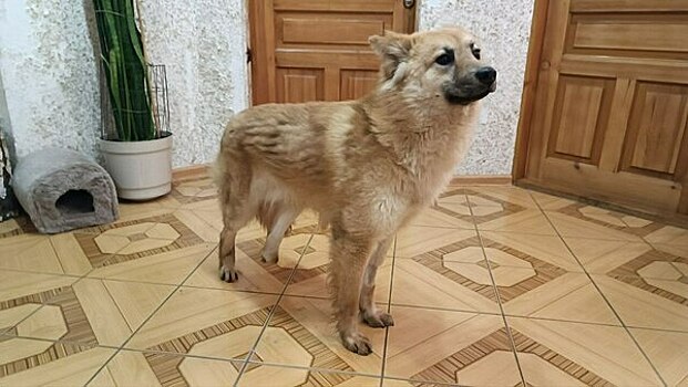 Калининградские волонтёры собирают деньги на протез дворняге Герману, которому переехал лапы грузовик