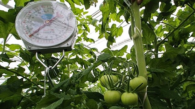 СМИ: В России ожидают лучший за 10 лет урожай тепличных овощей