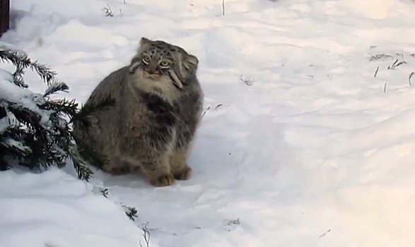 Манул в чём-то заподозрил снег в Московском зоопарке