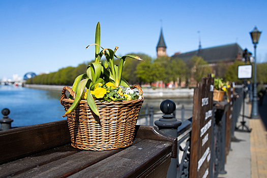 Тюльпаны из отечественных луковиц вырастили в Ленинградской области
