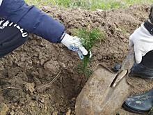 Куряне в рамках акции «Сад памяти» высадили около 62 тысяч деревьев и цветов