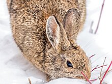 Кормушки для зайцев появятся в природных парках