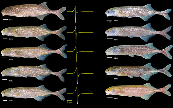 Биологи описали новый вид электрических рыбок