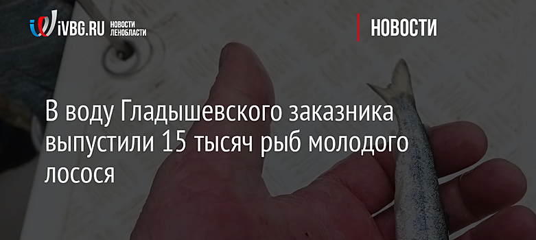 В воду Гладышевского заказника выпустили 15 тысяч рыб молодого лосося