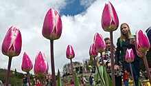Бег с тюльпанами: как в московских парках поздравят женщин с 8 марта