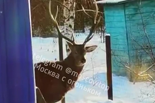 Олень пришел в гости к жителям Подмосковья и попал на видео