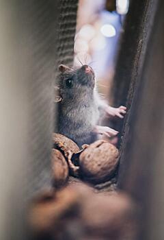 В какой стране живут самые счастливые мыши?