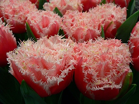 В Санкт-Петербурге высадили 120 редких сортов тюльпанов