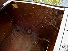 Ребенок стал очередной жертвой гадюки в Подмосковье