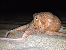 Нашествие осьминогов в Уэльсе обеспокоило ученых