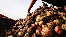 Зависимость Украины от картофеля из Африки сочли позором
