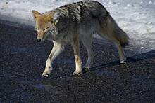 Стало известно о проверке растерзавшего россиянку волка на зомби-вирус