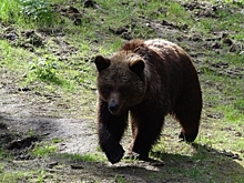 В окрестностях Миасса заметили медведя