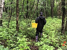 Жителей Ямала возмутил запрет на посещение лесов