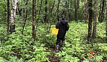 Жителей Ямала возмутил запрет на посещение лесов