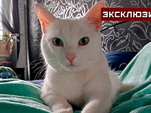 Спасенный в Щербинке кот оказался здоров и даже «переупитан»
