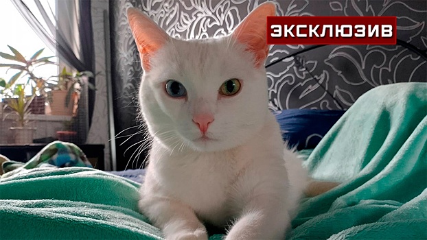 Спасенный в Щербинке кот оказался здоров и даже «переупитан»