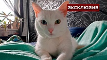 Спасенный в Щербинке кот оказался здоров и даже «переупитан»