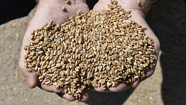 Аграрии Алтайского края намолотили второй миллион тонн зерна