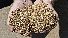 Урожай зерна в России превысил прогноз в 110 млн тонн