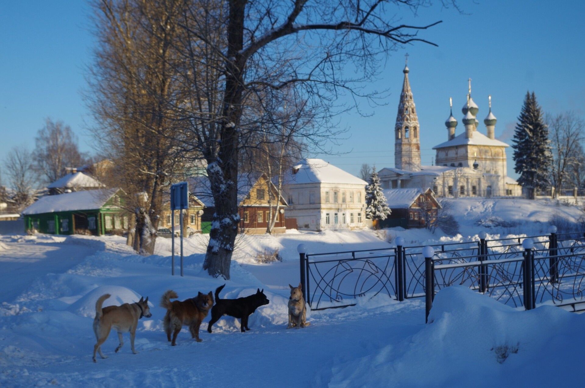 Жители костромского города решают, как спасти детей от собак