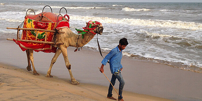 Сбежавший из цирка в Марселе верблюд затруднил движение на улицах города
