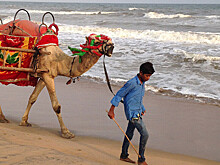 Сбежавший из цирка в Марселе верблюд затруднил движение на улицах города