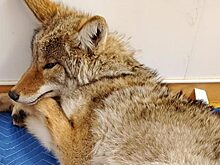 Мужчина подобрал сбитую собаку, и очень рисковал, ведь пёс оказался опасным хищником