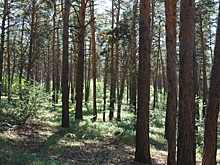 Вынесен приговор по громкому делу «черных лесорубов», которые подожгли базу отдыха своей оппонентки