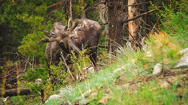 В Никольском районе 2 человека пострадали в ДТП с лосем