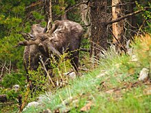 В Никольском районе 2 человека пострадали в ДТП с лосем