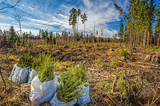 Леса в Красноярском крае исчезают быстрей, чем восстанавливаются