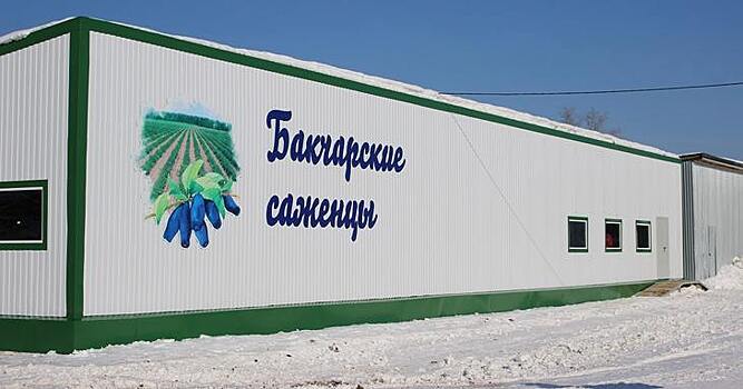 Как устроено северное садоводство и производство ягод в Томской области