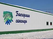 Как устроено северное садоводство и производство ягод в Томской области