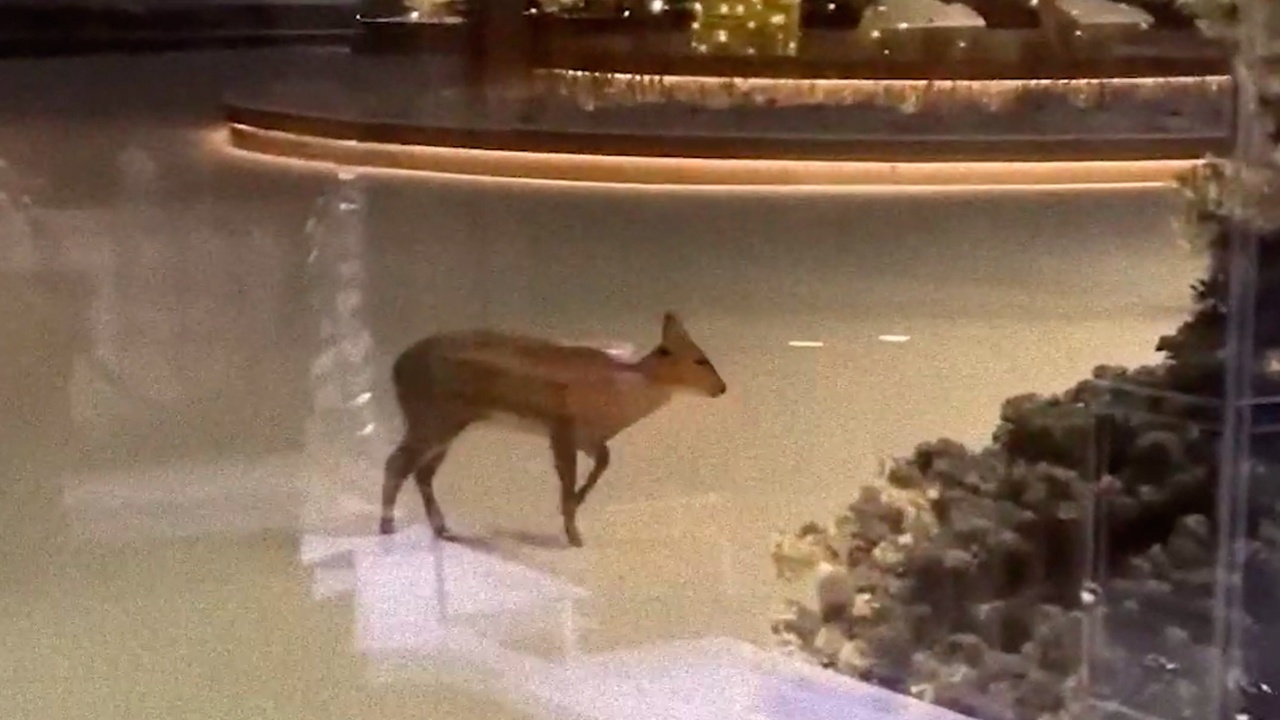 Водяного оленя нового вида впервые сняли на видео во Владивостоке