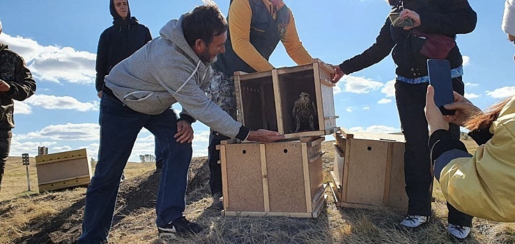 На Аркаиме выпустили на волю десять краснокнижных пернатых хищников
