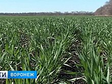 Озимые в Воронежской области засеют на 670 тыс. га