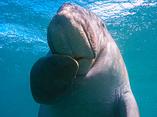 Кто такие дюгони и почему они массово выбрасываются на берега Таиланда