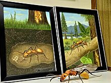 Почему у муравьев нет демократии?