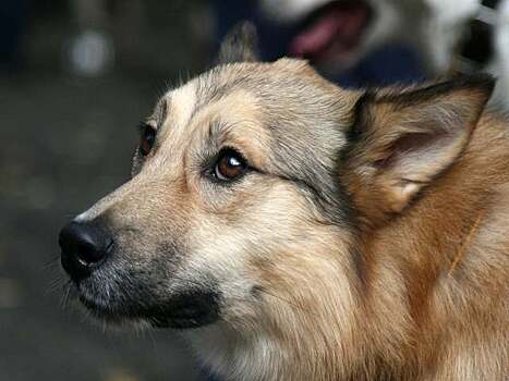 Депутат Мосгордумы Александр Козлов подчеркнул преимущества чипирования домашних животных