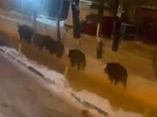 Шествующие по Мытищам кабаны попали на видео