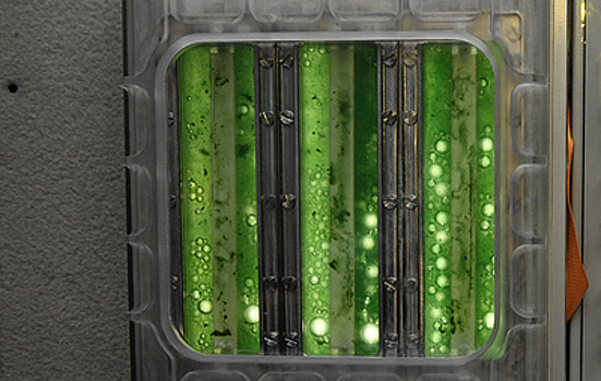 Космонавт Вагнер показал выращенные на МКС водоросли